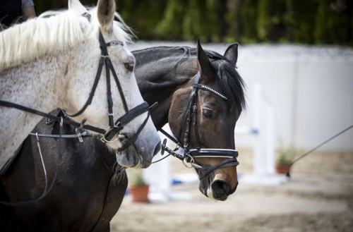 Reiturlaub im Wastlhof, Flachau