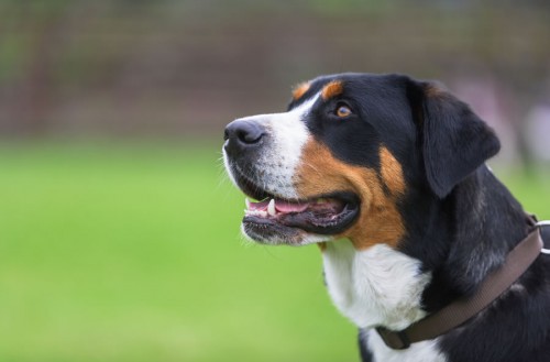 Schweizer Sennenhund im Wastlhof, Flachau